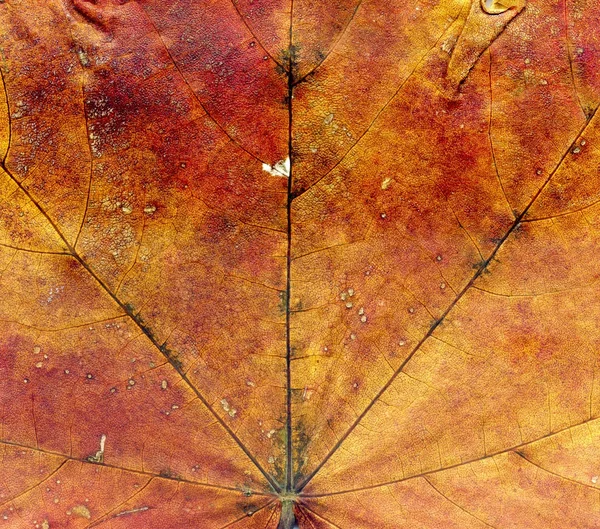 Детальна текстура осіннього кленового листа — стокове фото