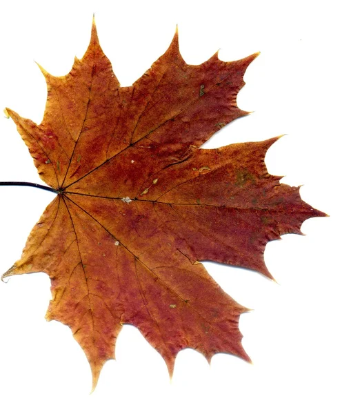 Szczegółowe jesień klon liść — Zdjęcie stockowe