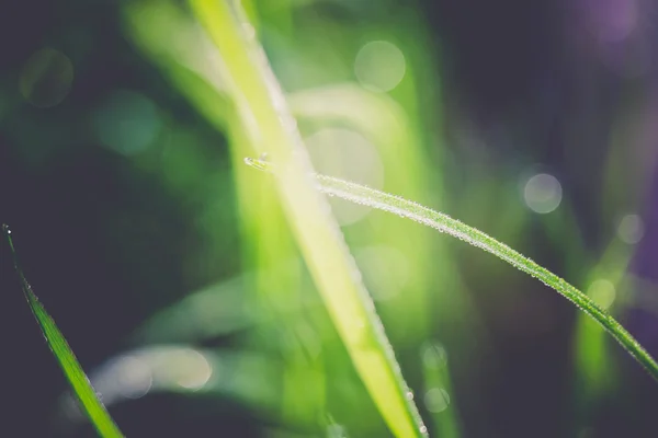 Fresh Morning Grass Retro — Stock Photo, Image