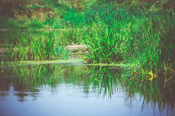 Forêt verte et rivière Rétro — Photo