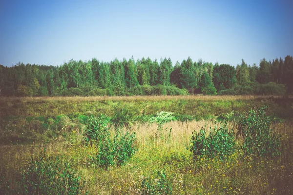 Floresta Verde Retro — Fotografia de Stock