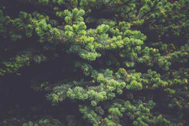 Ladin ağacı makro Retro