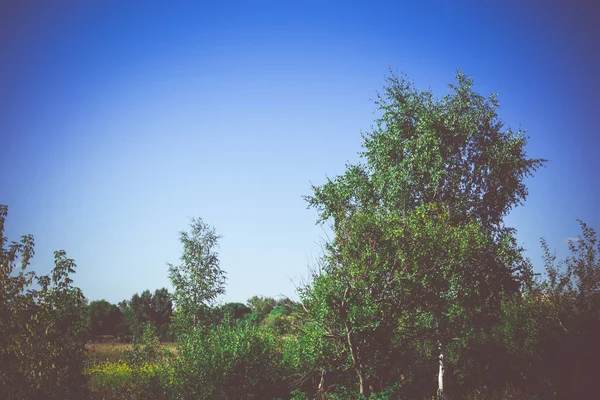 Foresta verde retrò — Foto Stock