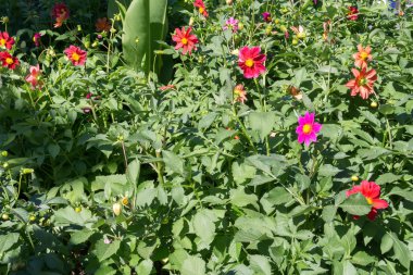 Yıldız Çiçeği çiçek arka plan