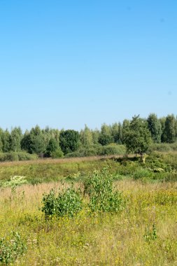 Yeşil orman arka plan