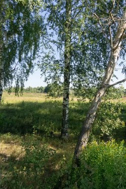 Yeşil orman arka plan