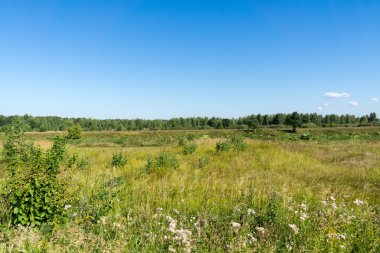 Yeşil orman arka plan