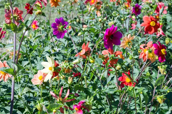 Dahlia virág háttér — Stock Fotó