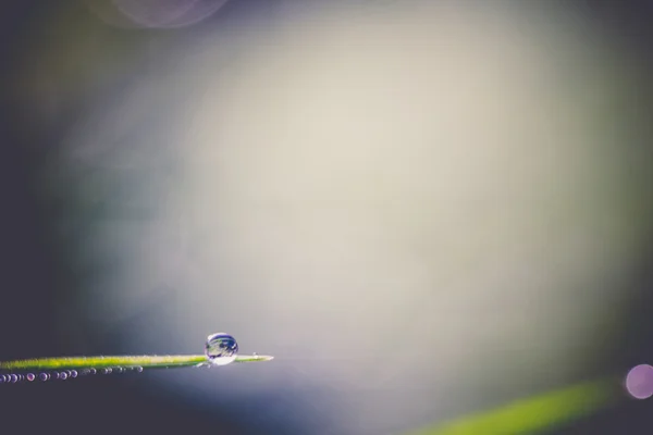 新鮮な朝草レトロ — ストック写真