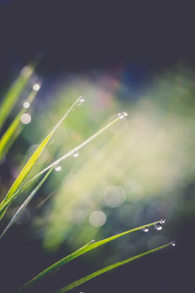 Fresh Morning Grass Retro — Stock Photo, Image