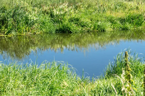 Forêt verte et rivière — Photo