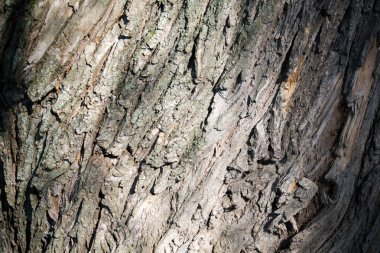 Ağaç kabuğu makro