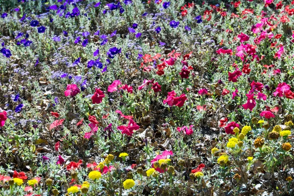 Petunia Flowers Background — Stock Photo, Image