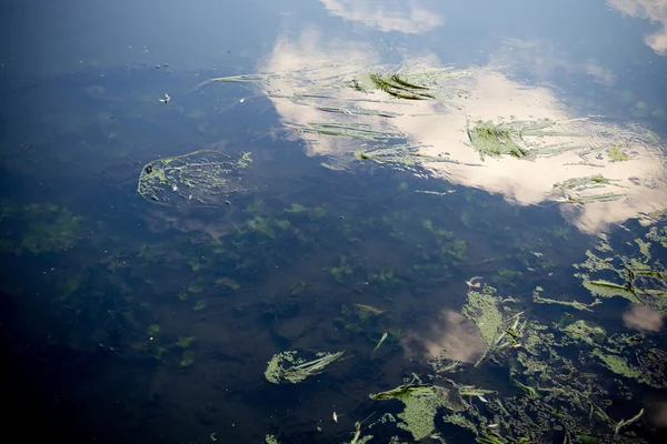 Permukaan Sungai dengan rumput laut — Stok Foto