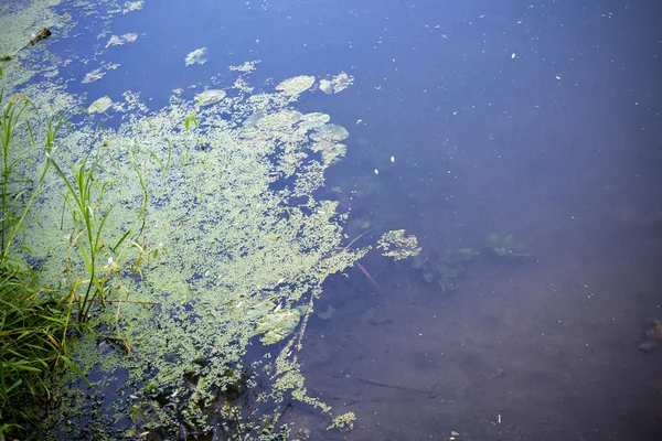 Superficie del fiume con alghe — Foto Stock