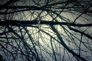 sonbahar ağaç dalları