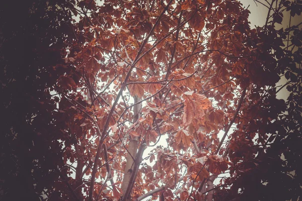 Φθινόπωρο κλάδους δέντρων — Φωτογραφία Αρχείου