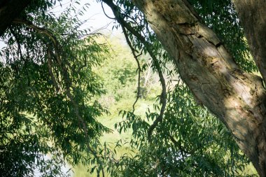 Yeşil orman arka plan