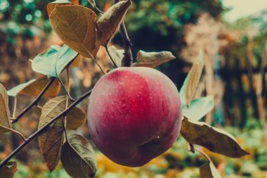 Bir dalda kırmızı elma