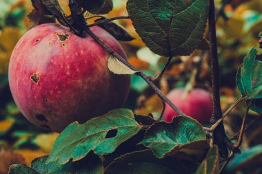 Bir dalda kırmızı elma