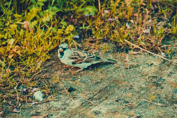 Zvědavý vrabec pozadí — Stock fotografie