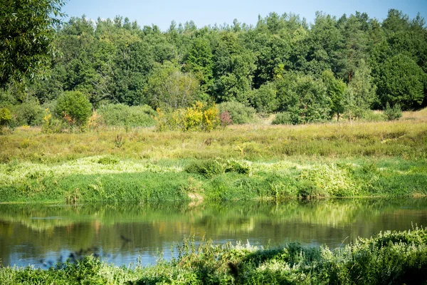 Floresta verde e rio — Fotografia de Stock