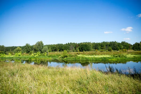 Floresta verde e rio — Fotografia de Stock