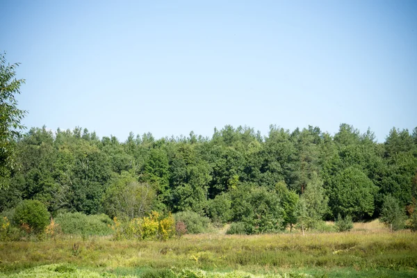 緑の森の背景 — ストック写真