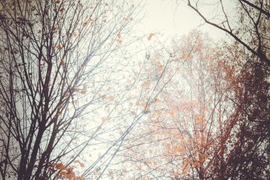 sonbahar ağaç dalları