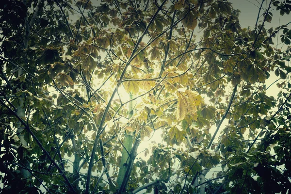 Höstens trädgrenar — Stockfoto