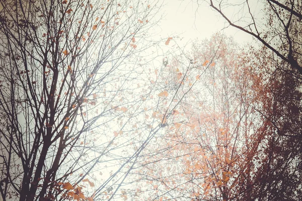 Äste im Herbst — Stockfoto