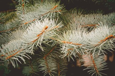 Mavi Ladin Retro dallarında