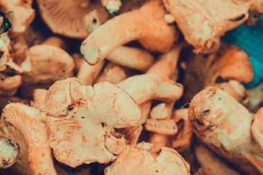 Sepet içinde Chantarelles