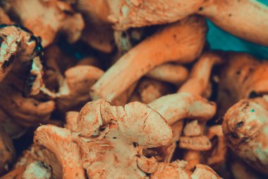 Sepet içinde Chantarelles