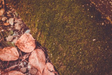 Çimlere düşen yapraklar