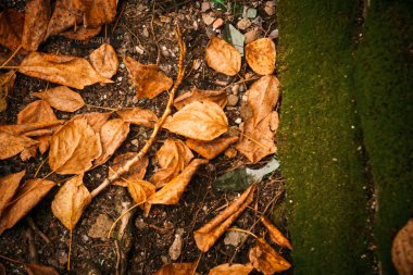 Çimlere düşen yapraklar