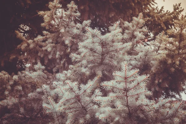 レトロな青いトウヒの枝 — ストック写真