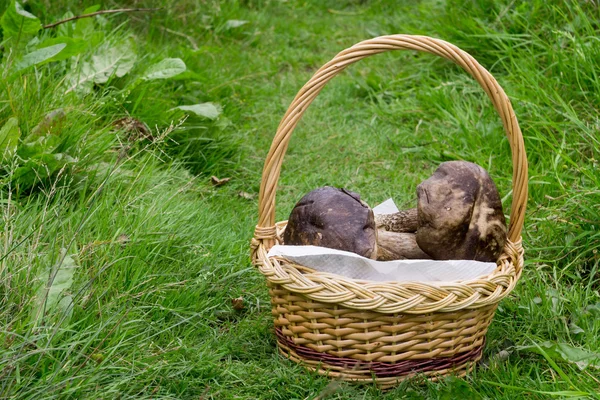 Boleto de gorro marrom em uma cesta — Fotografia de Stock