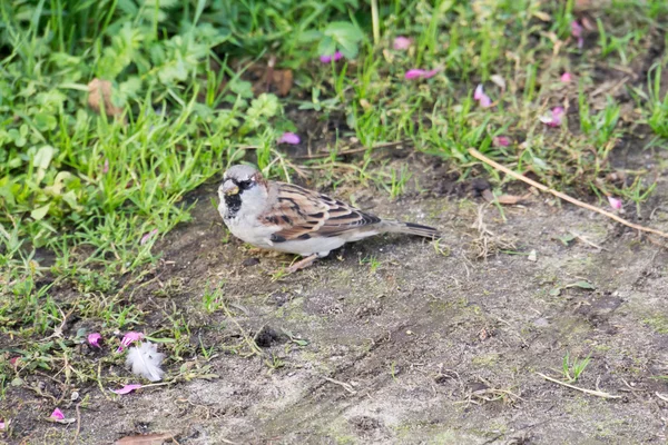 Kurioser Spatz-Hintergrund — Stockfoto