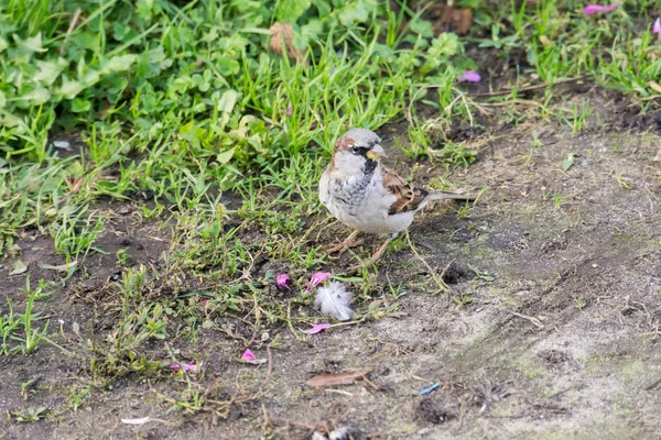 Curious Sparrow Background — Stock Photo, Image