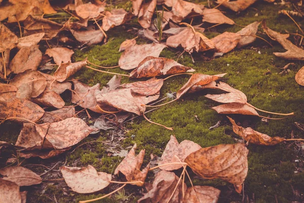 Çimlere düşen yapraklar — Stok fotoğraf