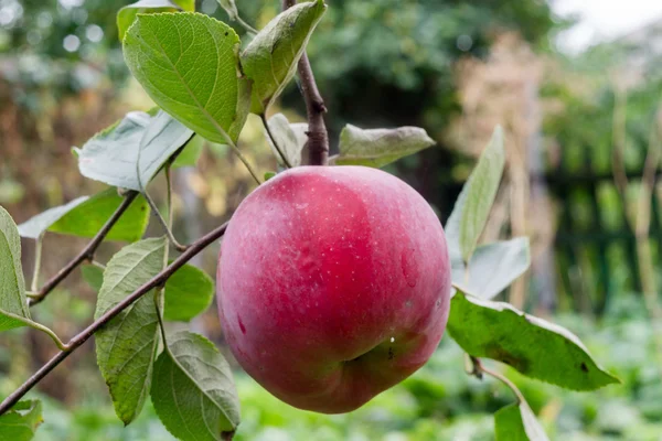 Rode appel op een tak — Stockfoto