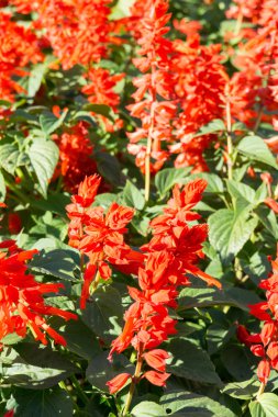 parlak kırmızı çiçekler