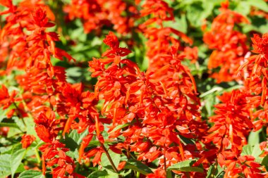 parlak kırmızı çiçekler