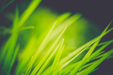 Bahar sabah çim Retro