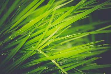 Bahar sabah çim Retro