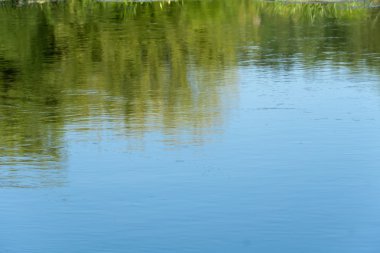 Nehirdeki ağaçların yansıması