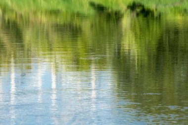 Nehirdeki ağaçların yansıması