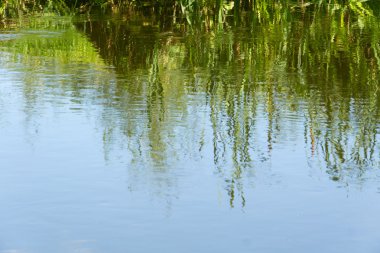 Nehirdeki ağaçların yansıması