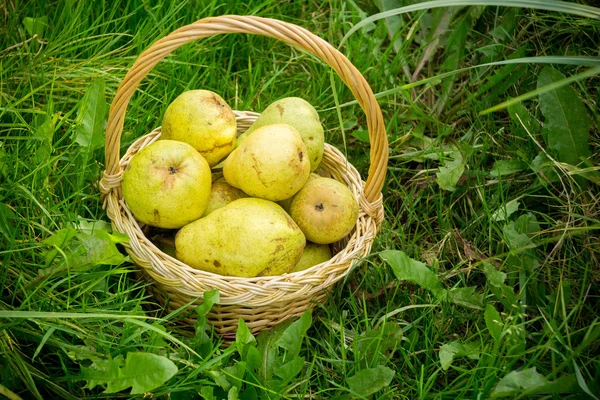 Basket of Pears on Grass — Stock Photo, Image